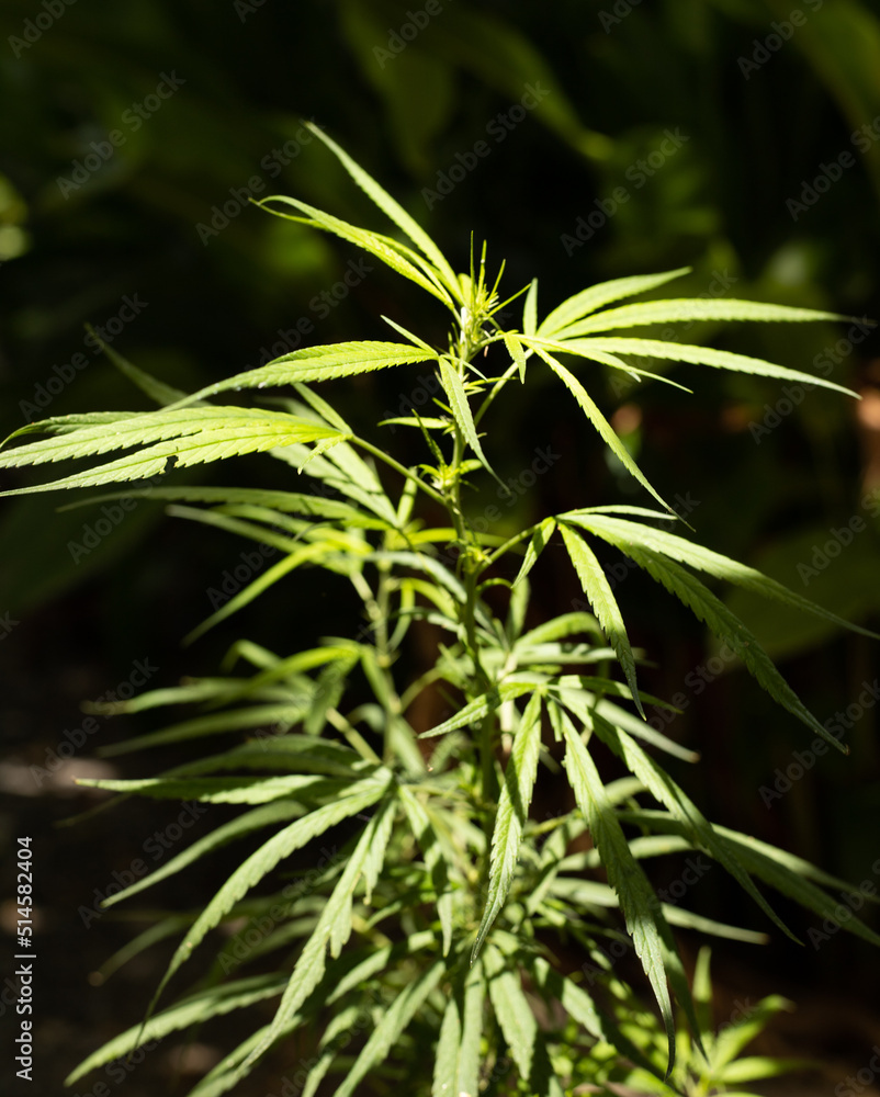 Marijuana leaves cannabis plants, sativa marijuana plant outdoors, leaves view from above. Marijuana leaves cannabis plants, sativa marijuana plant outdoors, leaves view from above.