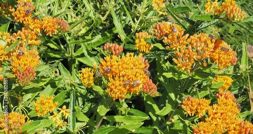 Asclepias tuberosa - Asclépiade tubéreuse ou herbe aux papillons, plante mellifère à petites fleurs orange vermillon en ombelles attirant de nombreuses abeilles butinant son nectar photo