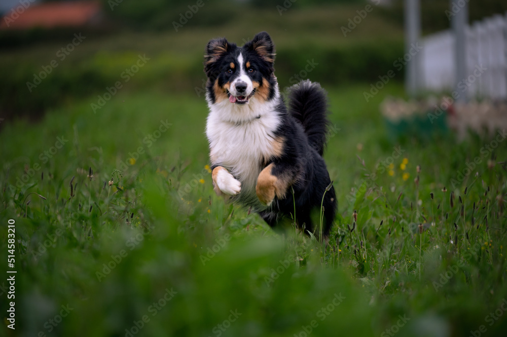 dog jumping in the garde Australian shepherd dog jumping in the garde Australian shepherd
