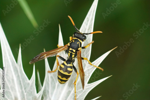 Closeup on the European paper wasp, Polisted dominula sitting on a thistle leaf photo