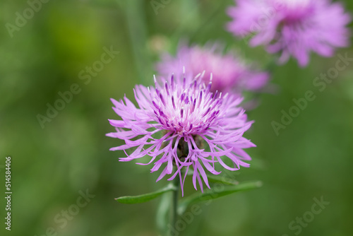Centaurea jacea, brown knapweed flowers closeup selective focus