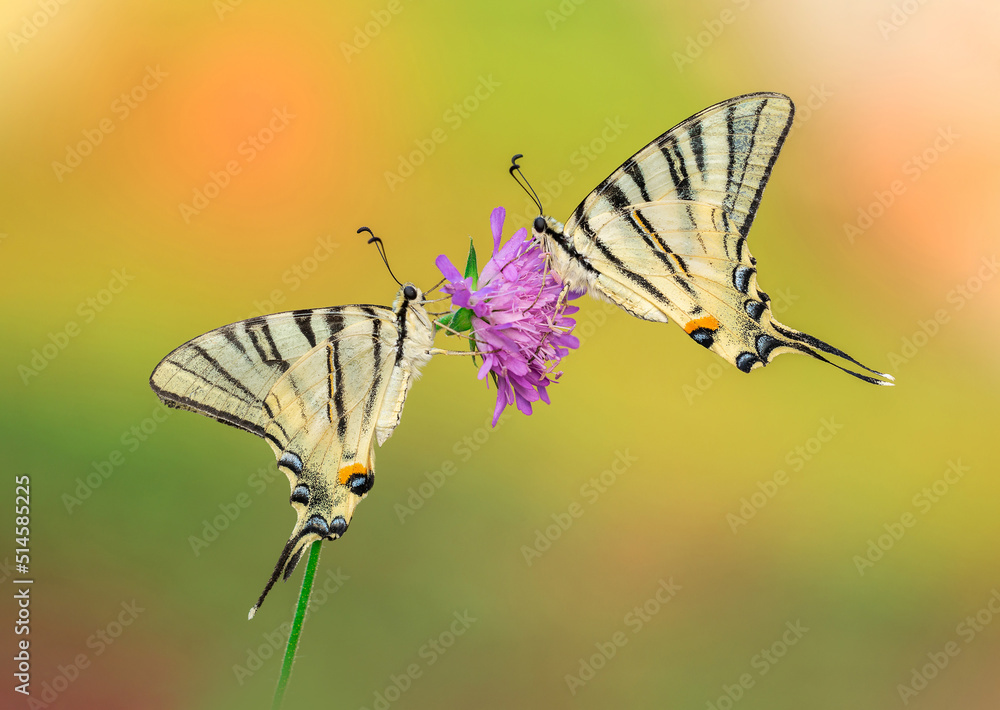 Fototapeta premium butterfly on a flower