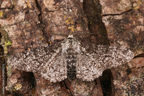 Closeup on the grey Peppered Moth, Biston betularia sitting with open wings photo