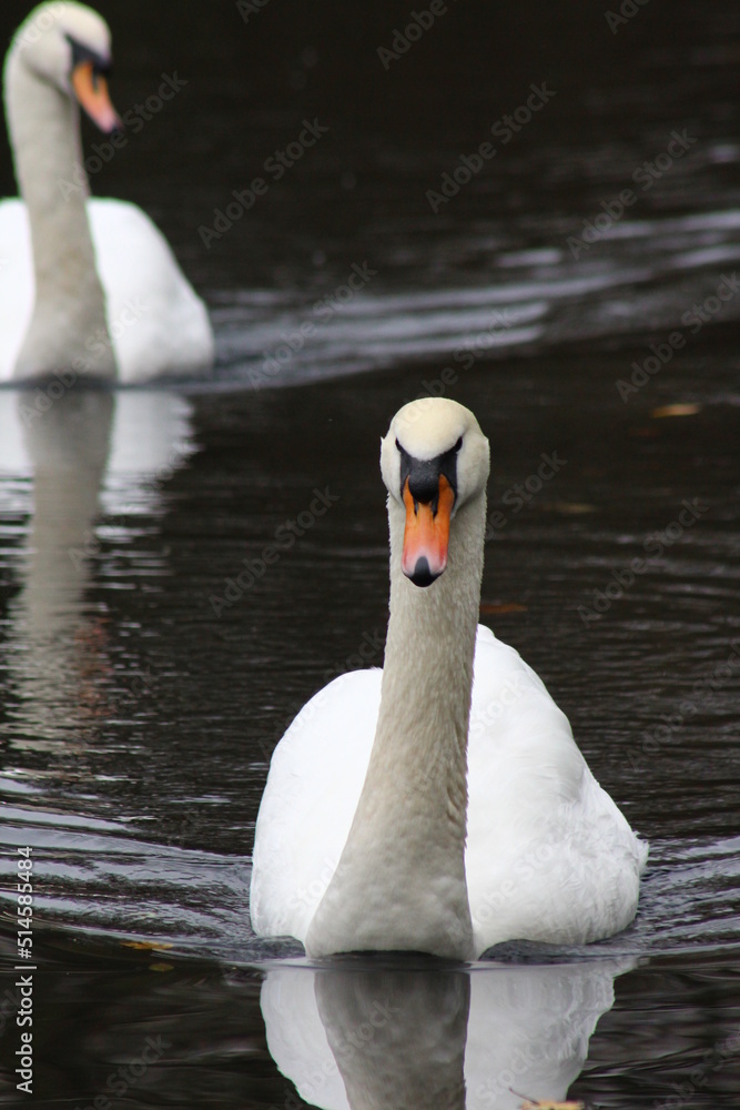 Obraz premium couple de cygne