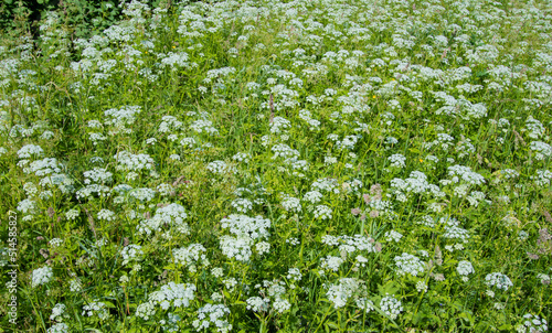 A field of Achillea millefolium, common yarrow herb in summer with copy space
