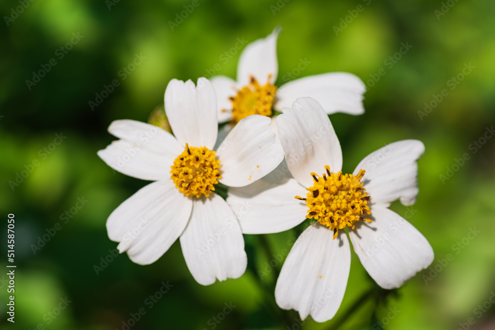 Bidens bipinnata, a wild flower of Compositae outdoors in spring Bidens bipinnata, a wild flower of Compositae outdoors in spring