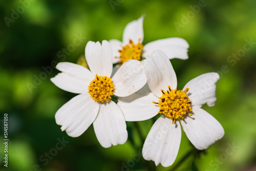 Bidens bipinnata  a wild flower of Compositae outdoors in spring