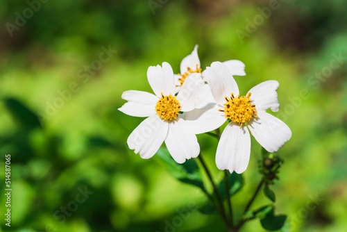 Bidens bipinnata, a wild flower of Compositae outdoors in spring photo
