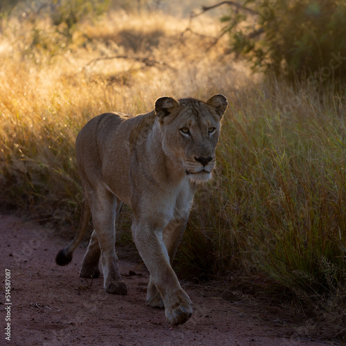 Lioness walking on the road 