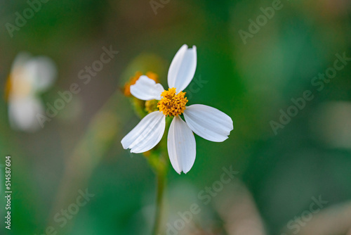 Bidens bipinnata, a wild flower of Compositae outdoors in spring