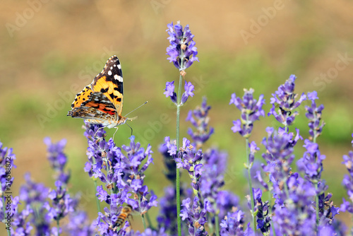 Macro Photo of Orange and Black butterfly called VANESSA CARDUI or Painted Lady on the lavender flowers in summer © ChiccoDodiFC