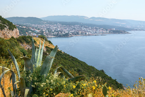 Plants growing on the coast of Montenegro. Dobra Voda resort in background. Europe photo