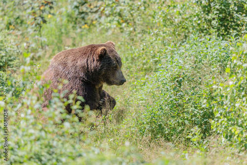 2022-06-30  GER  Bayern  Neusch  nau  Europ  ischer Braunb  r im Tierfreigel  nde Neusch  nau  Nationalpark Bayerischer Wald.