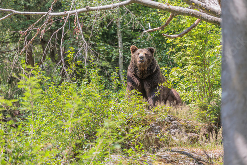 2022-06-30, GER, Bayern, Neuschönau: Europäischer Braunbär im Tierfreigelände Neuschönau, Nationalpark Bayerischer Wald.