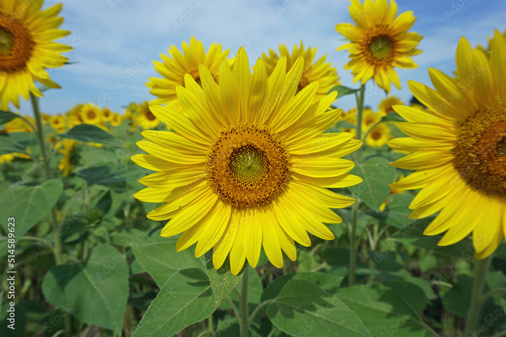 Beautiful sunflowers that color summer, Ono City, Hyogo Prefecture, Japan Beautiful sunflowers that color summer, Ono City, Hyogo Prefecture, Japan
