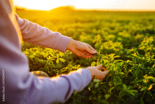 Платно Female hand touches green lucerne  in the field  at sunset