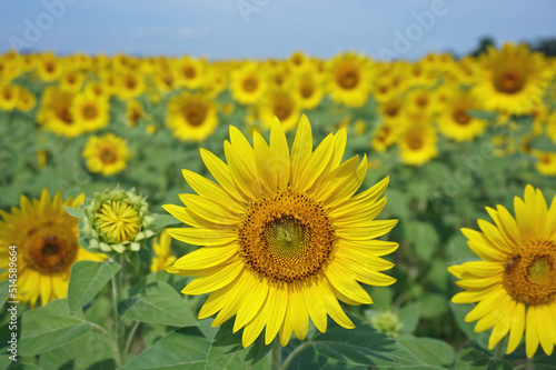 Beautiful sunflowers that color summer  Ono City  Hyogo Prefecture  Japan 