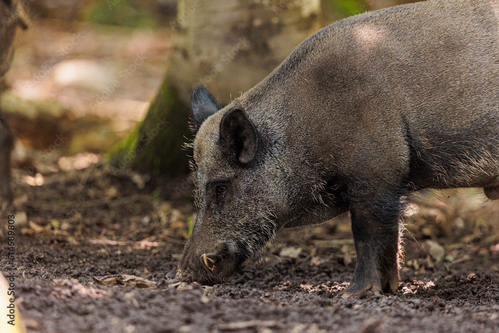 2022-06-30, GER, Bayern, Neuschönau: Wildschweine im Nationalpark bayerischer Wald. Wildschweine haben sich in den letzten Jahren stark vermehrt. 2022-06-30, GER, Bayern, Neuschönau: Wildschweine im Nationalpark bayerischer Wald. Wildschweine haben sich in den letzten Jahren stark vermehrt.