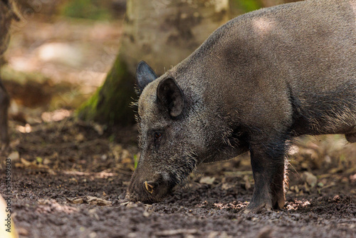 2022-06-30, GER, Bayern, Neuschönau: Wildschweine im Nationalpark bayerischer Wald. Wildschweine haben sich in den letzten Jahren stark vermehrt.