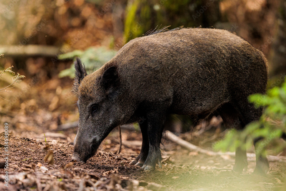 2022-06-30, GER, Bayern, Neuschönau: Wildschweine im Nationalpark bayerischer Wald. Wildschweine haben sich in den letzten Jahren stark vermehrt. 2022-06-30, GER, Bayern, Neuschönau: Wildschweine im Nationalpark bayerischer Wald. Wildschweine haben sich in den letzten Jahren stark vermehrt.