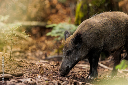 2022-06-30  GER  Bayern  Neusch  nau  Wildschweine im Nationalpark bayerischer Wald. Wildschweine haben sich in den letzten Jahren stark vermehrt.