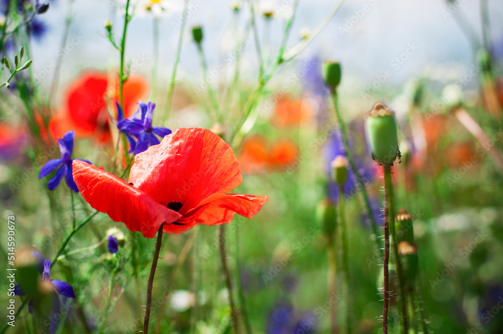 Fototapeta premium Colorful wildflowers on a summer day in a meadow with blue sky, selective focus. High quality photo