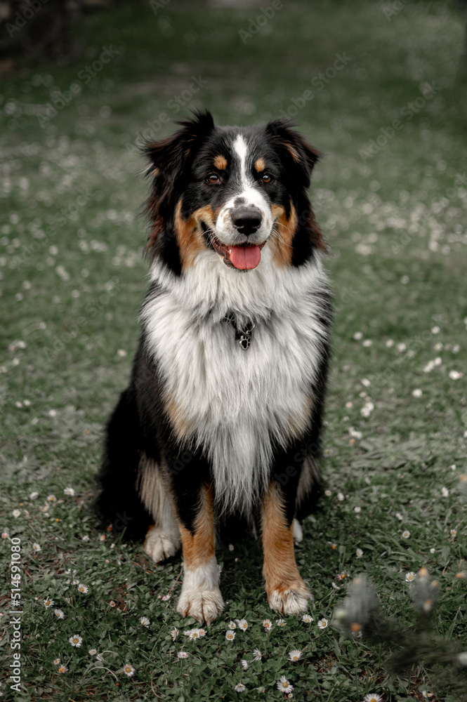 australian sheperd sit 