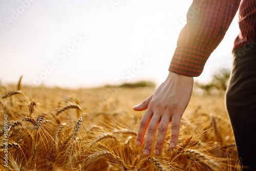 Hand in wheat field during sunset. Agriculture, gardening or ecology concept.