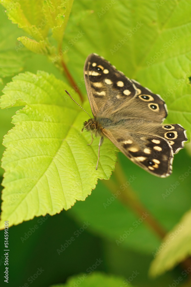 Vertical closeup on a brown speckled wood, Pararge aegeria , sitting on a lightgreen foliage Vertical closeup on a brown speckled wood, Pararge aegeria , sitting on a lightgreen foliage