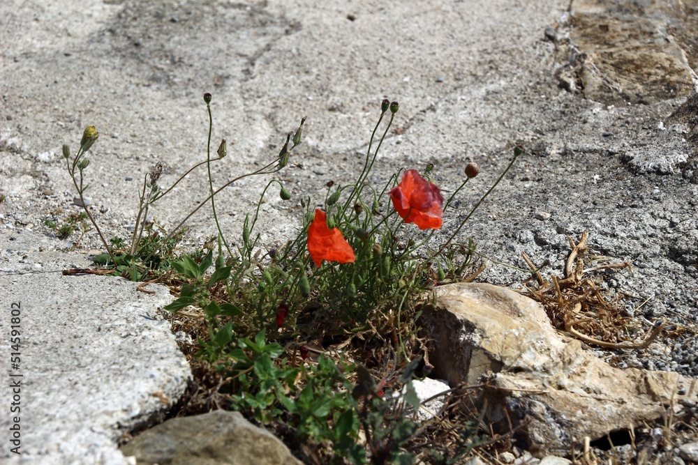 Italy, Tuscany: Red poppies born among the stones. Italy, Tuscany: Red poppies born among the stones.