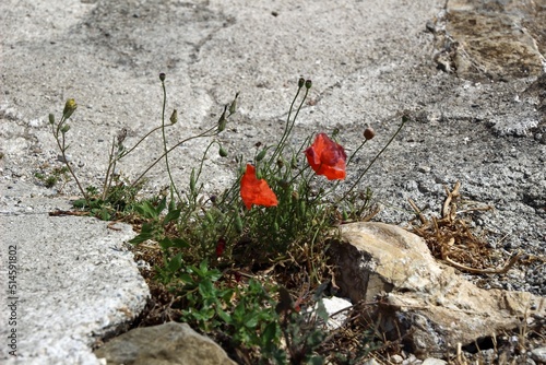 Italy, Tuscany: Red poppies born among the stones.