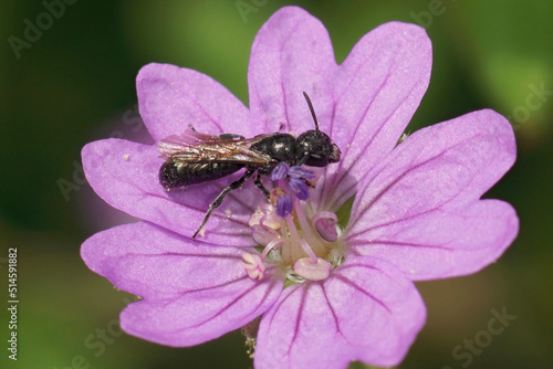 Closeup on a small black scissor bee, Chelostoma campanularum on a purple Geranium pyrenaicum flower