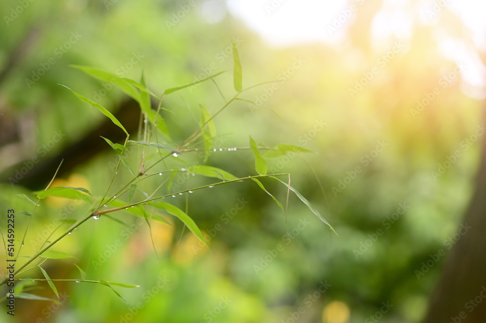 Closeup of Fresh Green bamboo leaves nature background with water drops after the rain in the garden. Closeup of Fresh Green bamboo leaves nature background with water drops after the rain in the garden.