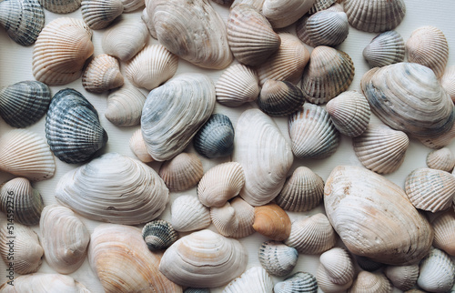 Light, beige and brown beautiful shells and large mussels are evenly distributed on a white paper background. Natural texture, top view.