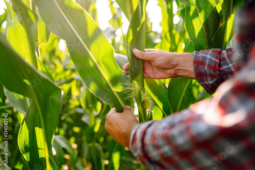 Farmer agronomist standing in green field, holding corn leaf in hands and analyzing maize crop. Agriculture, organic gardening, planting or ecology concept.