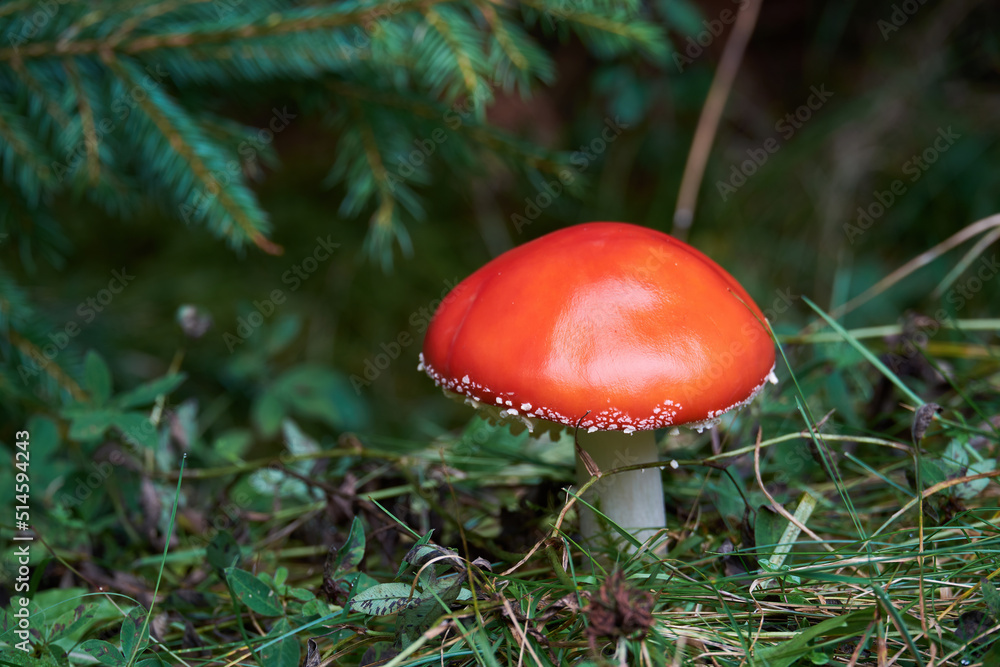 Young red poisonous mushroom Amanita muscaria among green herbs Young red poisonous mushroom Amanita muscaria among green herbs
