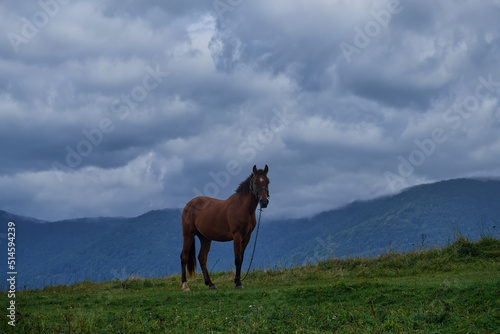 A beautiful brown horse against the backdrop of a mountain landscape on a cloudy, overcast day. Horse grazing in the Carpathians