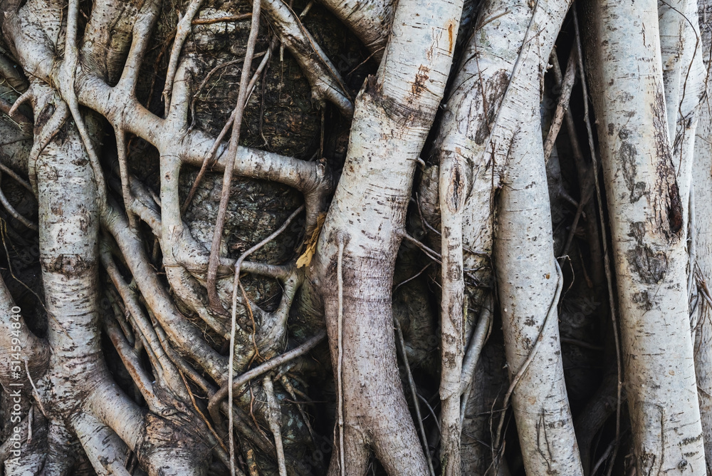 Photo of a tree trunk where the roots climb the trunk. Photo of a tree trunk where the roots climb the trunk.