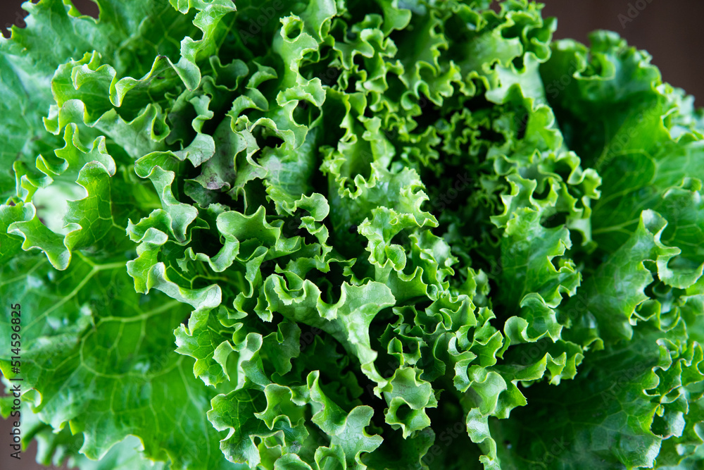 green lettuce salad on a wooden board green lettuce salad on a wooden board