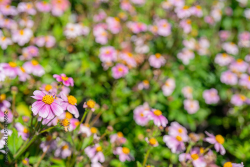 Beautiful floral background. Bright flowers on a green background.