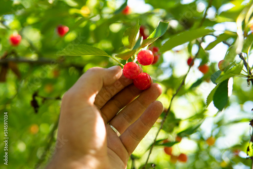 ripe cherries growing on a tree