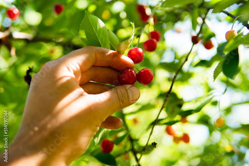 ripe cherries growing on a tree