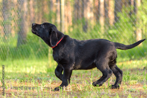 black labrador retriever puppy
