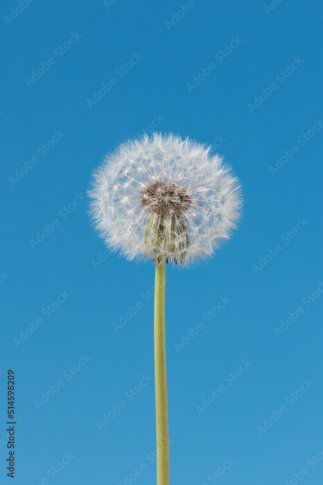 White dandelion against a clear blue sky.