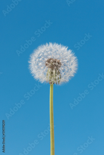 Fototapeta Naklejka Na Ścianę i Meble -  White dandelion against a clear blue sky.