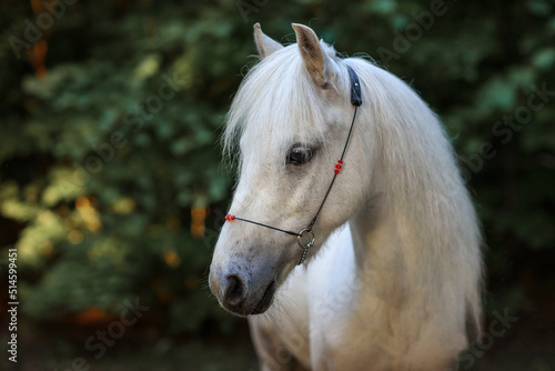 white pony horse in the forest at sunset summer for a walk