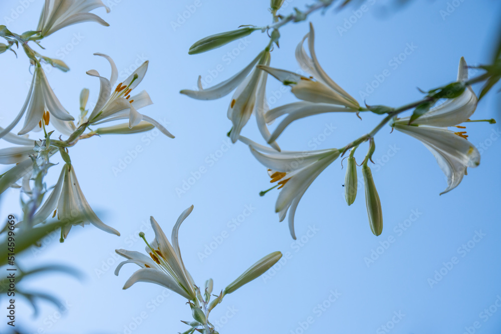 Beautiful photos of garden flowers. White lilies against the blue sky. Close up. Beautiful photos of garden flowers. White lilies against the blue sky. Close up.