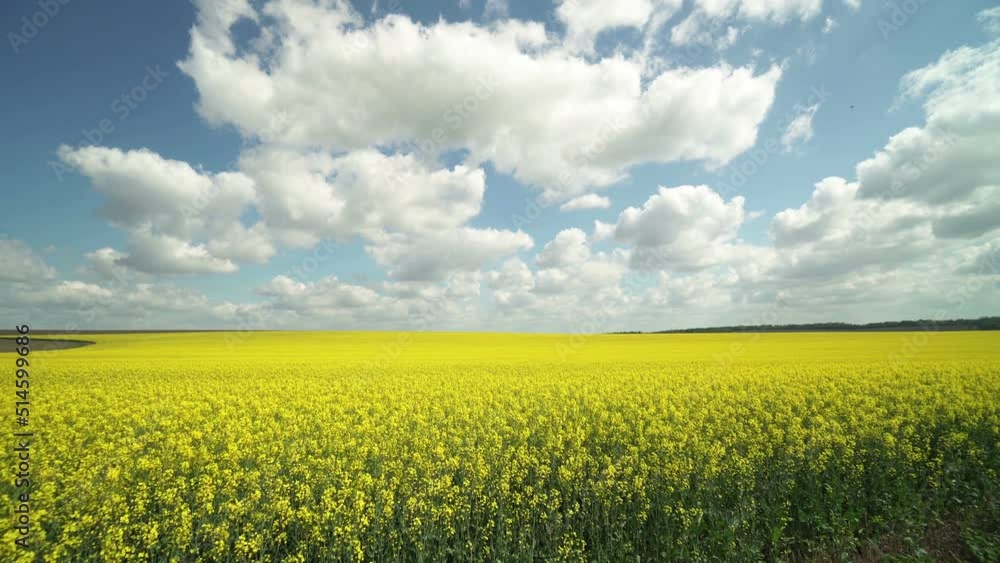 Amazing scene landscape of Rapeseed field with Clouds at day Amazing scene landscape of Rapeseed field with Clouds at day