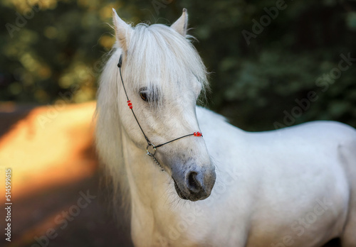 white pony horse in the forest at sunset summer for a walk