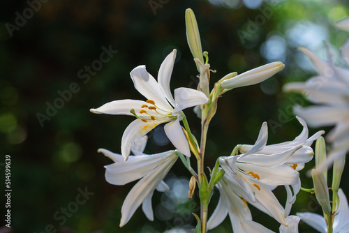 Beautiful photos of garden flowers. White lilies. Close up.